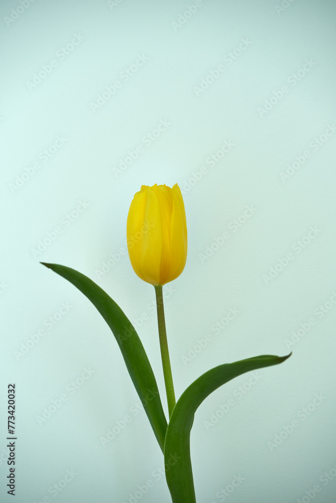 Obraz premium żółty tulipan 