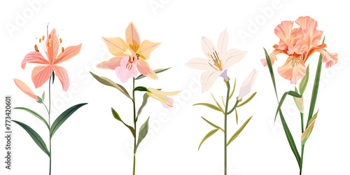 Collection of trachelium flowers flat illustration cutout png clipping path isolated on white or transparent background photo
