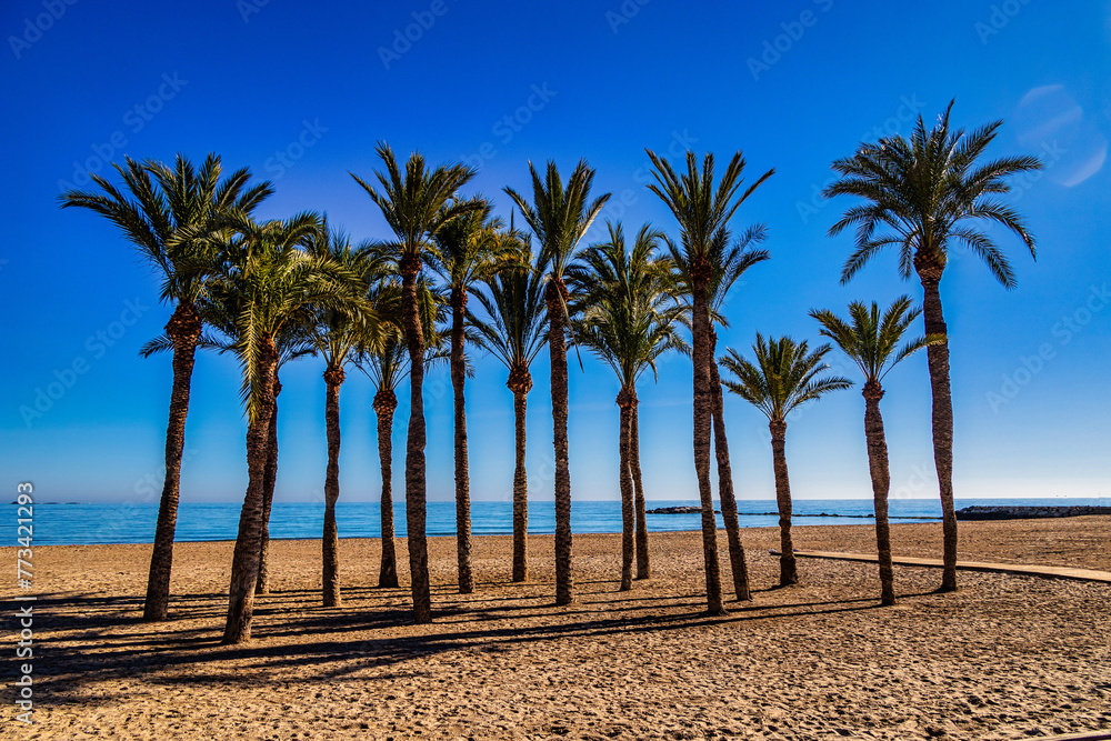landscape on the beach in spain with palm trees