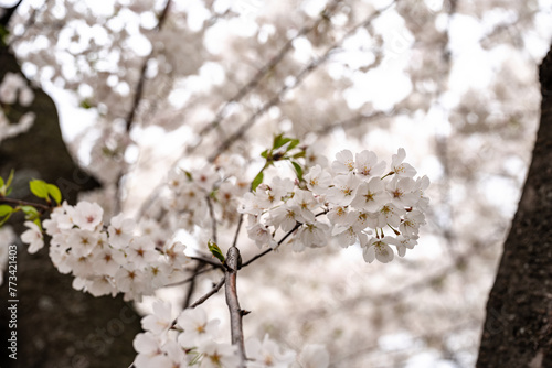 Cherry blossoms - Washington DC in selective focus photo