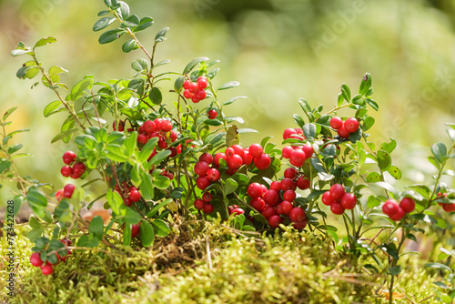 Bush of fresh wild ripe cowberry or lingonberry in a forest © Nitr