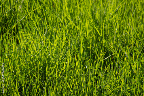 green grass background