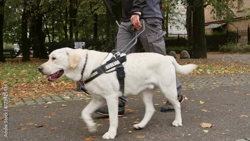 Trained guide dog assisting in everyday mobility routine, leading a visually impaired person along a park, side view close up.