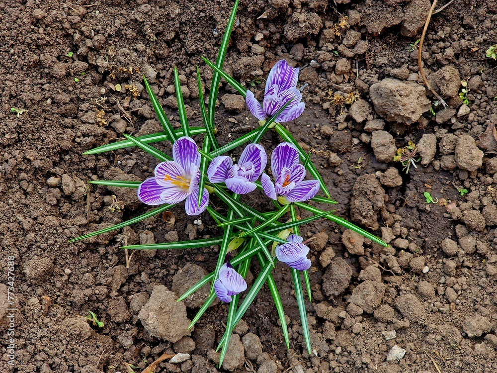Crocus flowers grow in the ground in the vegetable garden Crocus flowers grow in the ground in the vegetable garden