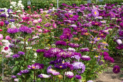 a border full of multi-coloured Aster flowers in spring bloom