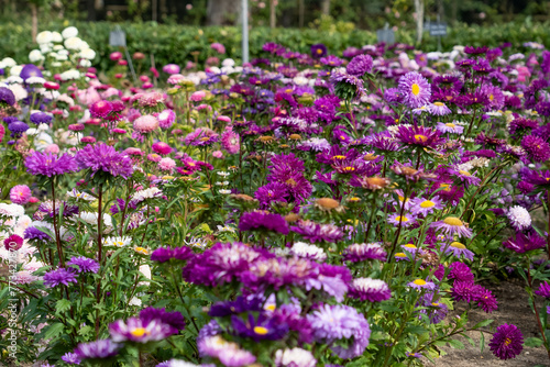 Wallpaper Mural a border full of multi-coloured Aster flowers in spring bloom Torontodigital.ca