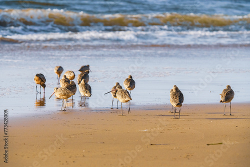 Flock of shorebirds on the beach at sunset. The marbled godwit birds close-up with beautiful ocean in the background  California