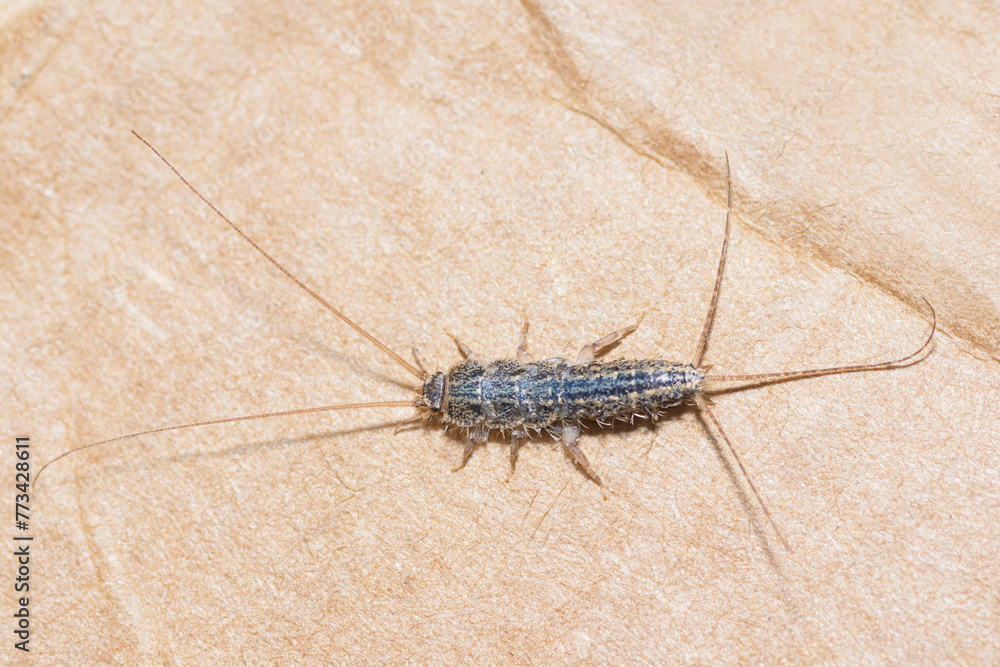 Selective focus on Long-Tailed Silverfish on cardboard, Ctenolepisma Longicaudatum Selective focus on Long-Tailed Silverfish on cardboard, Ctenolepisma Longicaudatum