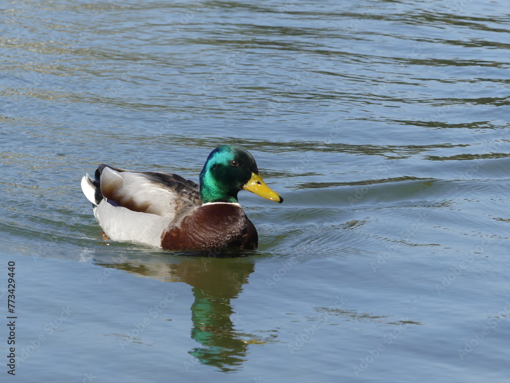 Obraz premium Canard colvert dans un lac