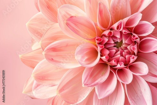 Closeup of a pink dahlia flower