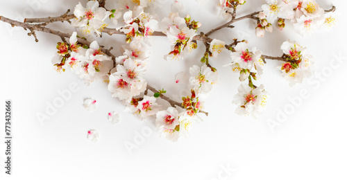 Photo of spring white almond blossom tree on white background. View from above photo