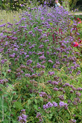 close-up of flowering vervain blue, Verbena hastata