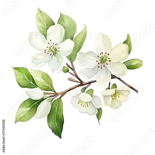 White Flower and Green Leaves on White Background