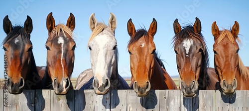 A group of horses in various colors and sizes, all standing close together behind the wooden fence at an horse farm on sunny day. AI generated illustration © Fatima