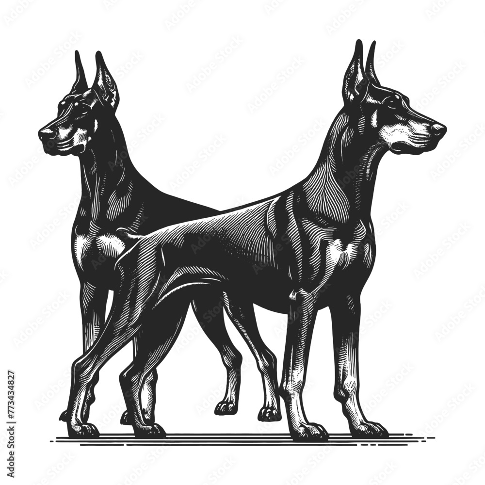 two Doberman Pinscher dogs standing side by side, displaying their sleek physique attentive posture sketch engraving generative ai vector illustration. Scratch board imitation. Black and white image.