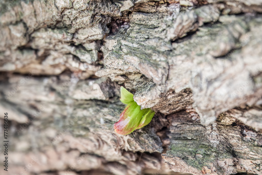 Green bushes with young leaves in the sunset