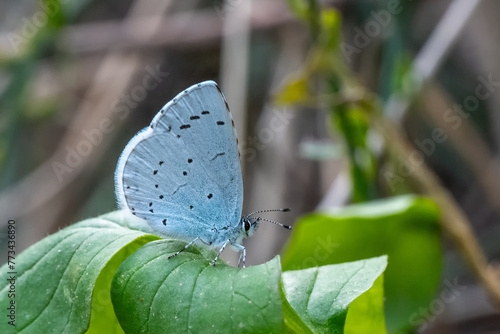 Lycaenidae / Kutsal Mavi / Holly Blue / Celastrina argiolus photo