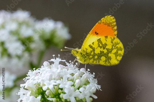 Süslü Damone » Anthocharis damone » Eastern Orange-tip photo