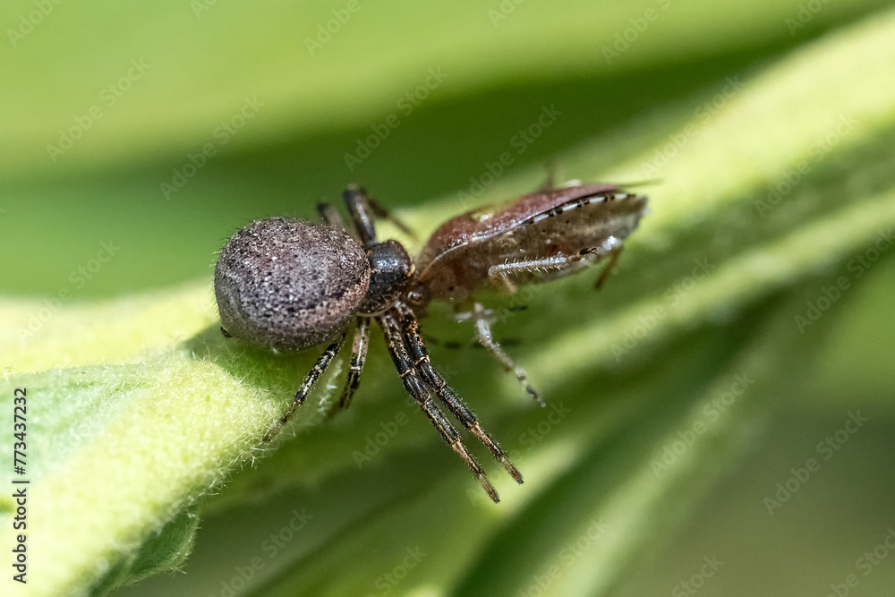 spider on a leaf spider on a leaf