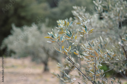 A close-up of an olive tree branch with green and yellow leaves