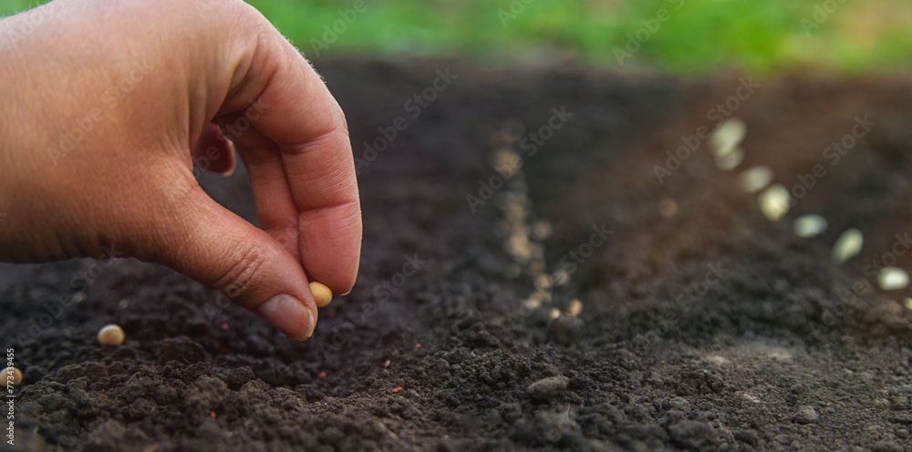 Sow seeds in the garden for rose gardens. selective focus. Sow seeds in the garden for rose gardens. selective focus.