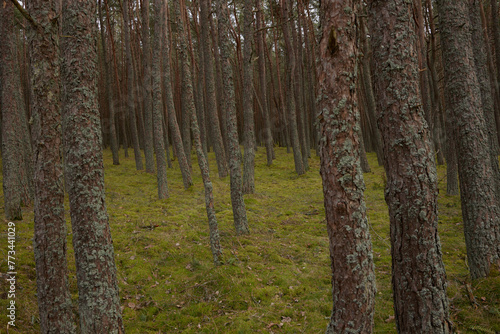 pine tree forest in Kaliningrad region with moss underneath  soft light