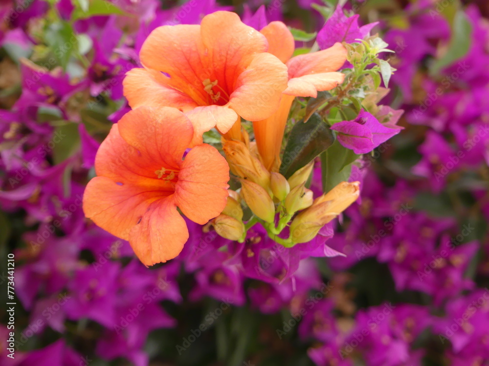 Obraz premium Fleurs oranges et violettes