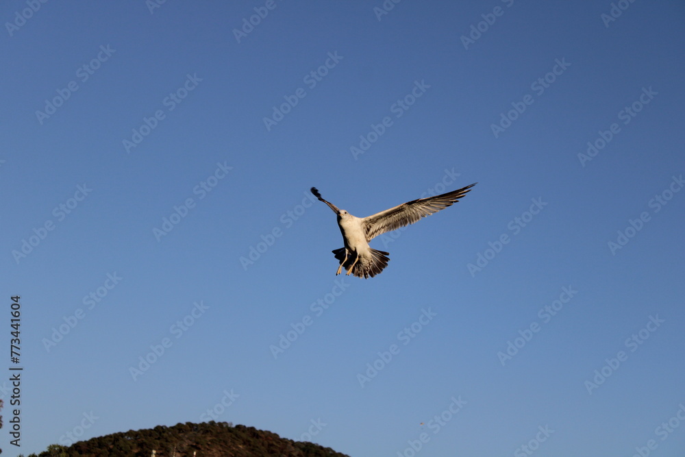 Fototapeta premium Gaviota1