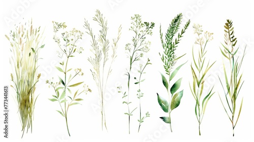 Watercolor set of light green withered grass  hand drawn sketch of dried spring herbs on white background