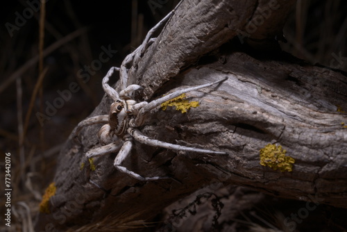 European Wolf Spider or False Tarantula Hogna radiata. On a branch, Macro., Porto Ferro, Sassari, Alghero, Sardinia, Italy