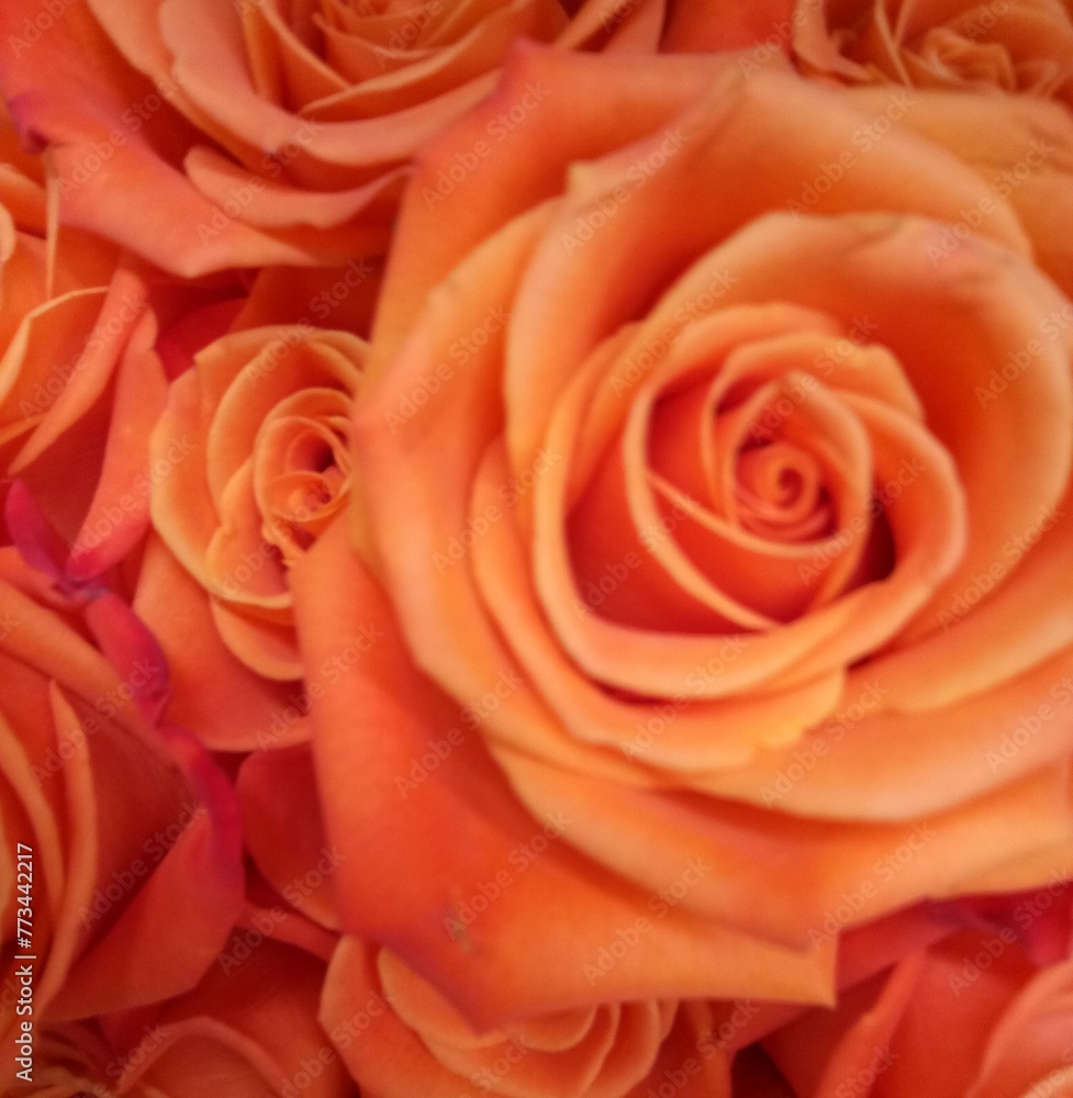 Roses Roses