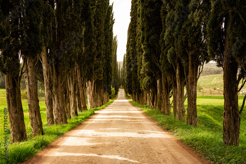 Evergreen Tuscan Cypress Trees along the countryside road: in Tuscany, Italy.