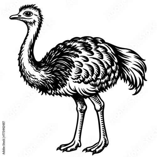 ostrich silhouette vector art illustration photo