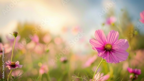 Summer Flower Garden. Pink Cosmos Blossom in Field with Sky Background