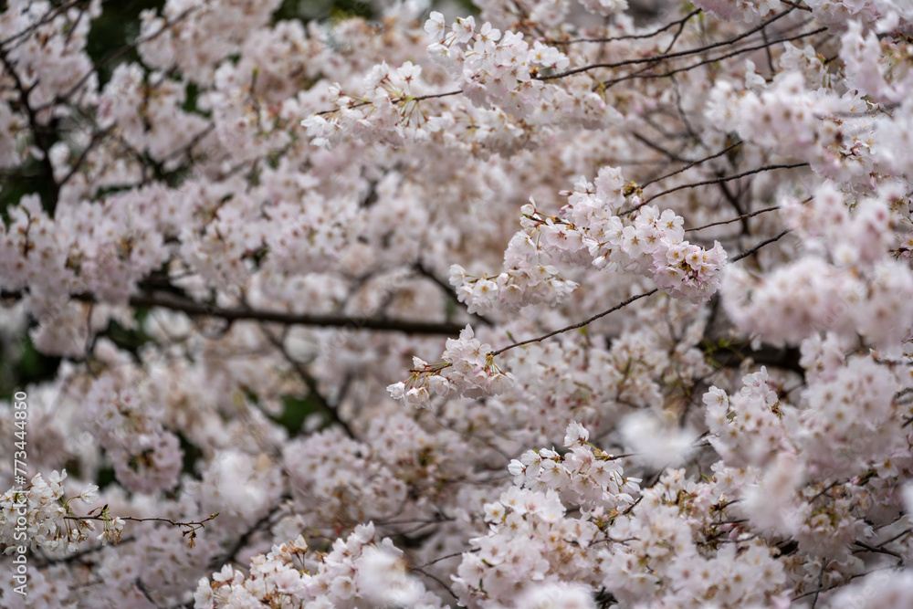 Cherry Blossoms fill the frame - Washington DC Cherry Blossoms fill the frame - Washington DC