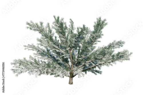 Himalayan cedar shrub (Cedrus deodara), also known as deodara cedar or just deodara. Cover in snow. Isolated for composition. photo