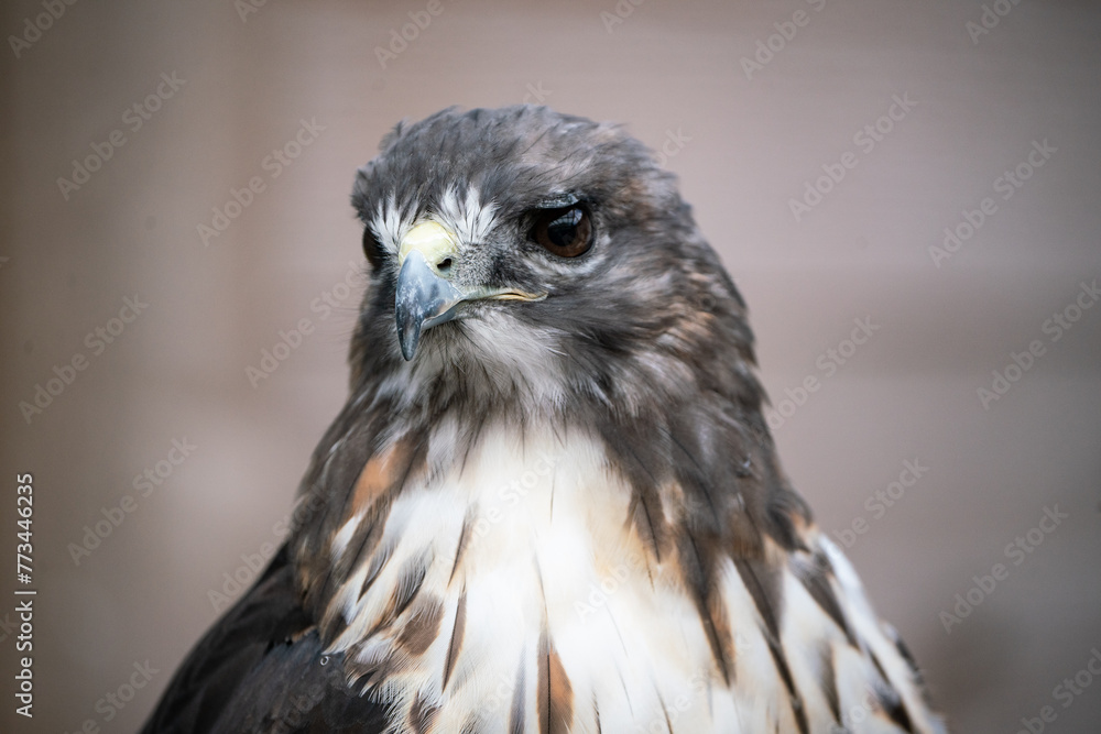 Obraz premium Hawk Headshot