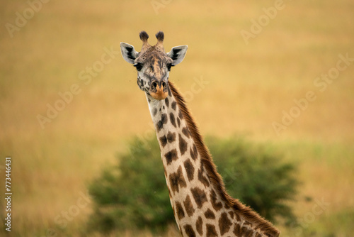 Giraffe Headshot