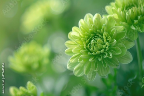 Green Flower Background. Nature's Refreshing Macro Closeup of Fresh Spring Blossoms
