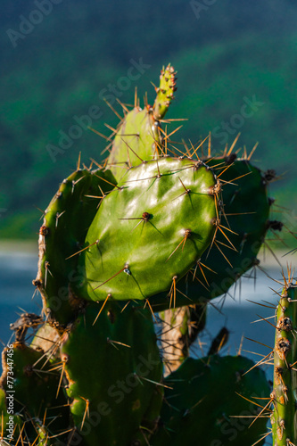 Cactus Praia Ilha Mato Sol Mar Oceano Paisagem Natureza Plantas Exótico Tropical Verão Areia Quente Costa Vegetação Seco Espinhoso Espanhol Succulents Paisagens photo