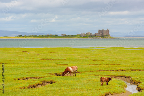 Piel Castle, Barrow-in-Furness, England viewed from Walney Nature Reserve. photo
