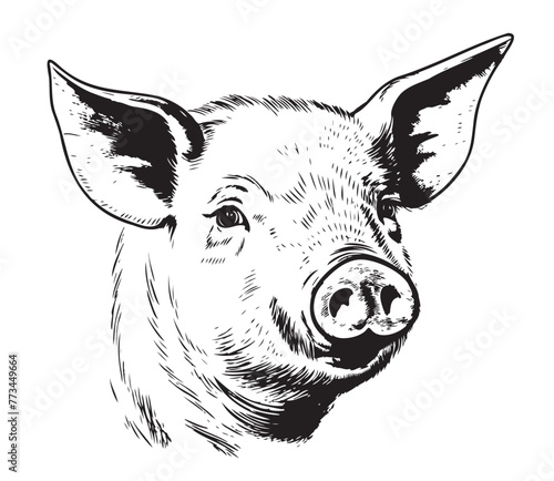 Hand drawn sketch of a piglet face. Portrait of a farm animal in vintage engraved style. Vector illustration.