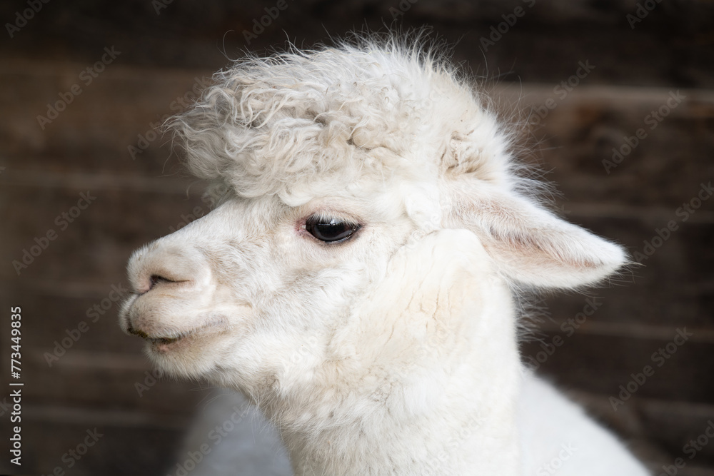 Portrait and close-up of a white alpaca. The animal is looking to the side. There is dark wood in the background. The alpaca looks serene. Portrait and close-up of a white alpaca. The animal is looking to the side. There is dark wood in the background. The alpaca looks serene.