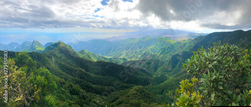 Wild nature of Anaga relict rainforest, Tenerife, Spain photo
