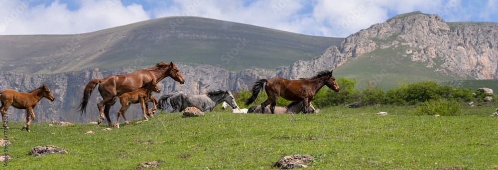Horses grazing in a field, mountain view Horses grazing in a field, mountain view
