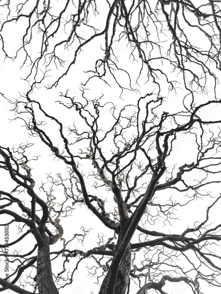 Bare tree branches similar in shape to a thunderstorm, branches against the sky, sadness and depression Bare tree branches similar in shape to a thunderstorm, branches against the sky, sadness and depression