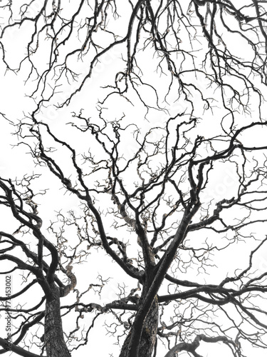 Bare tree branches similar in shape to a thunderstorm, branches against the sky, sadness and depression