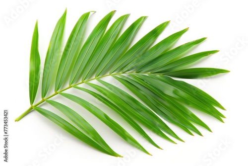 Palm Leaf Isolated on White Background photo