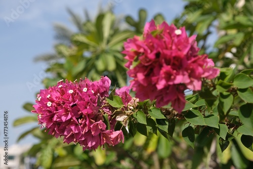 Close up of pink flowers of Bougainvillea glabra, (lesser bougainvillea, paperflower) on tree, met in Dubai