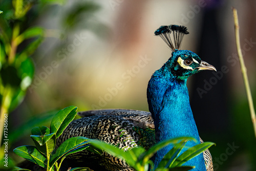 Majestuosidad Natural: Un Pavo Real en su Hábitat Silvestre